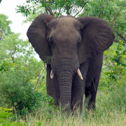 l'elefante in salotto